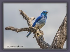 Mountain Bluebird - Blue as blue can be 