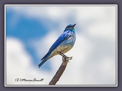 Mountain Bluebird - Vogel des Glücks