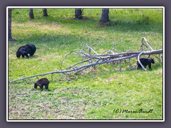 Schwarzbärenfamilie