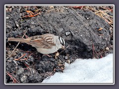White Crowned Sparrow - Dachsammer