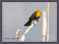 Yellow Headed Blackbird - Gelbkopfstärling