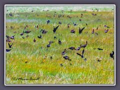 Yellow Headed Blackbirds - Glossy Ibis - Vogelzug