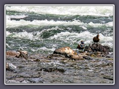 Yellowstone River - Harlequin Ducks - Kragenenten 