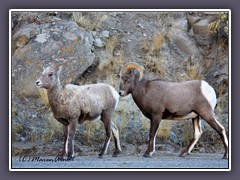 Big Horn Sheep - Paar