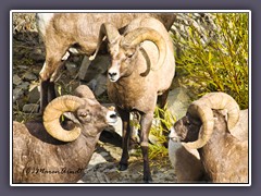 Big Horn Sheep - Widder
