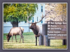 Nr 6 - der berühmte und starke Hirsch der Mammoth Hot Springs Elk Herde