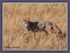Auf der Jagd - Coyote