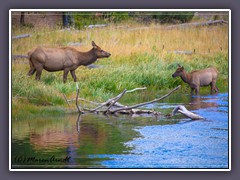 Elks am Madison River