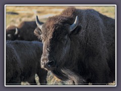 Tatanka - Büffel