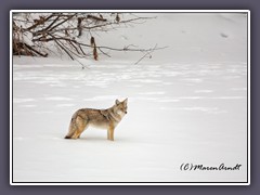 Auf Partnersuche - Coyote in Yellowstone NP