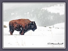 Büffel - Tatanka - Buffalo
