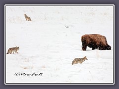 Coyoten suchen im Winter die Nähe der Büfffel weil diese Mäuse unter dem Schnee aufscheuchen