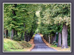 Allee und Zufahrt zur Burg Lockenhaus