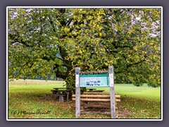 Geschützte Linde beim Gasthof Bodenbauer