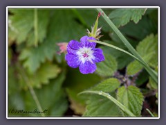 Waldstorchenschnabel am Wegesrand