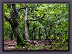 Buchenweg im Darsser Urwald