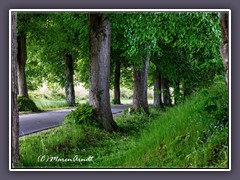 Eine Allee auf Rügen