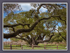 Hunderte Jahre alter Big Tree in Rockport  - Texas