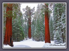 Kalifornien - Sequoias werden bis zu 3200 Jahre alt 