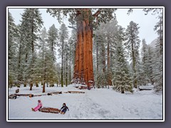Kalifornien - Riesenmammuthbaum - Sequoiadendron giganteum