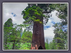 Kalifornien - Sequoia NP - General Grant ist der zweitgrößte Baum der Erde