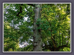 Ralswiek Schlosspark - Tulpenbaum gepflanzt 1845 im Hintergrund die Winterlinde