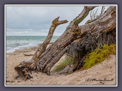 Totholz am Darsser Weststrand