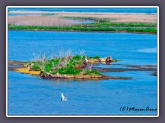 New Jersey -  Edwin B Forsythe National Wildlife Refuge 