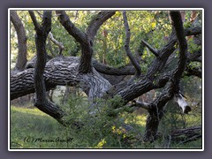 Alte Erle am Darßer Leuchtturm