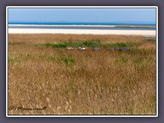 Blick zur hohen Düne