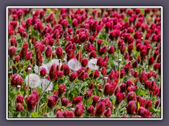 Blutklee auf einer Wiese in Ahrenshoop