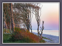 Darßer Urwald im Sonnenuntergang