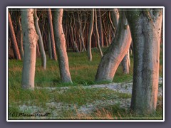 Darßer Urwaldriesen