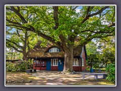 Darss Museum Prerow - mit uralten Eichenbeständen