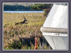 Einfahrt zum Liegeplatz  DGzRS im Darßer Nothafen