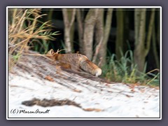 Entdeckt - und ab in den dunklen Wald