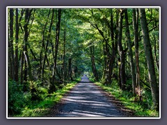 Erlenbruchwald  - Nationalpark Darßer Ort