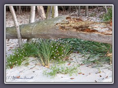 Europäischer Meersenf -Cakile maritima