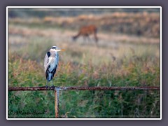 Fischreiher am Darßer Nothafen
