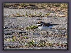 Flussregenpfeifer - ein selten gewordener Vogel