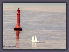 Gemeinsames Abendessen - ein Pärchen Höckerschwäne