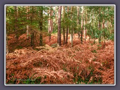 Herbstlicher Darßer Urwald