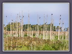 Kormoran Aussichtsplätze