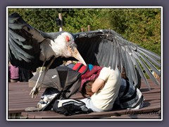 Marabu im Anflug - Vogelpark Marlow