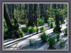 Nasser Urwald im Frühling