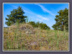Natur - Veilchen blühen  