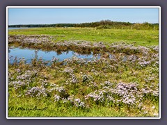 Naturschutzgebiet am Boddenwehr