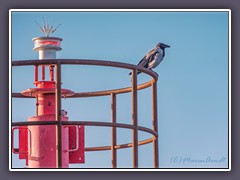 Nebelkrähe - Leuchtfeuer Darßer Nothafen