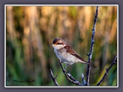 Neuntöter Jungvogel