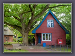 Prerow Museum- mit 350 Jahre alter Eiche